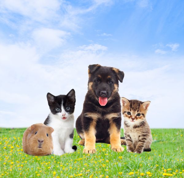 Saint George Pets