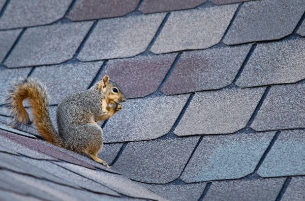 Saint George Wildlife Removal