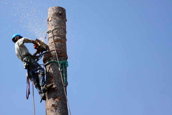 Saint George Tree Removal